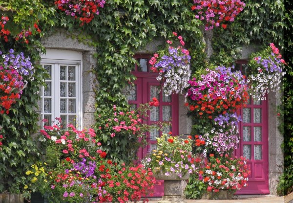 петуния плетистая