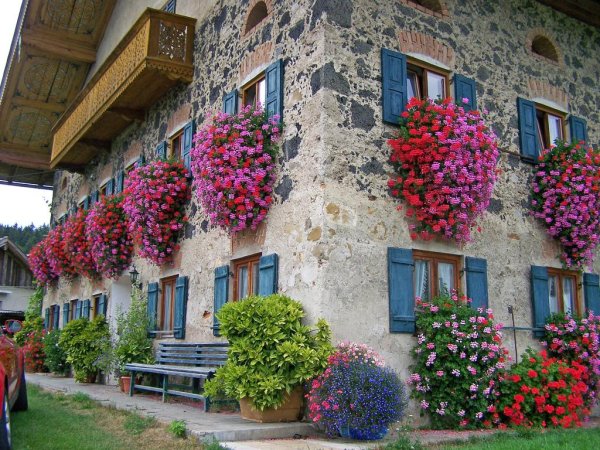 петуния цветущая дача