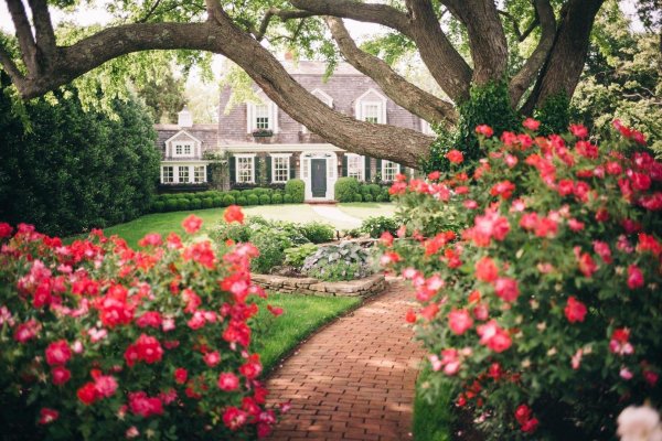 роза роуз гарден