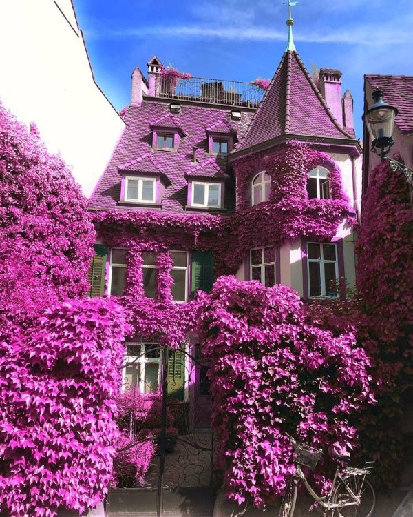 розовые дома