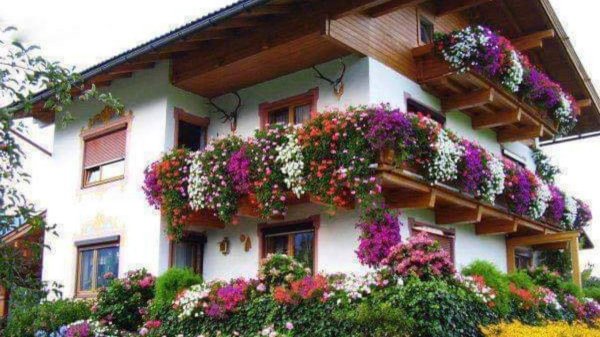 цветы для балкона