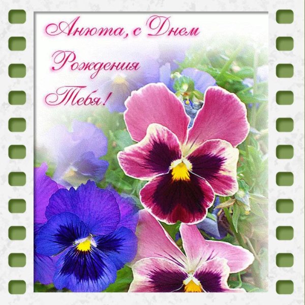 цветок анютины глазки