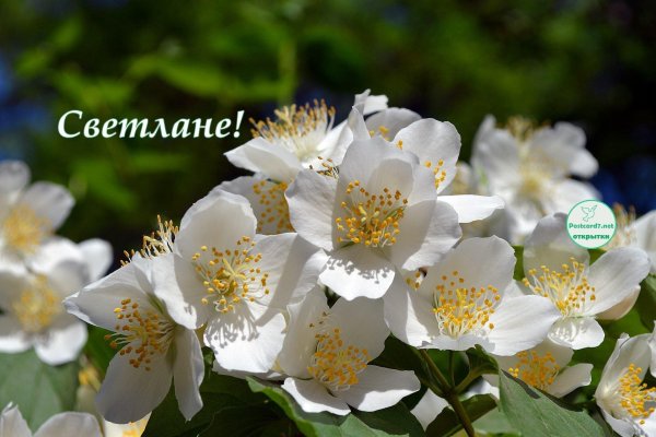 жасмин чубушник