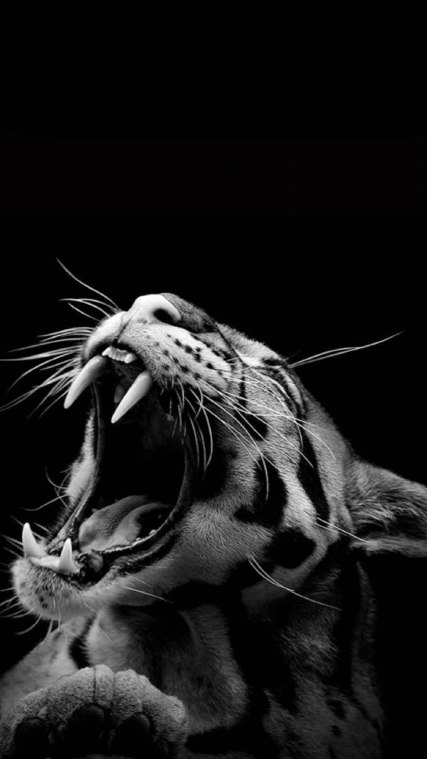 черные тигры