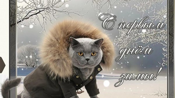 кот в куртке