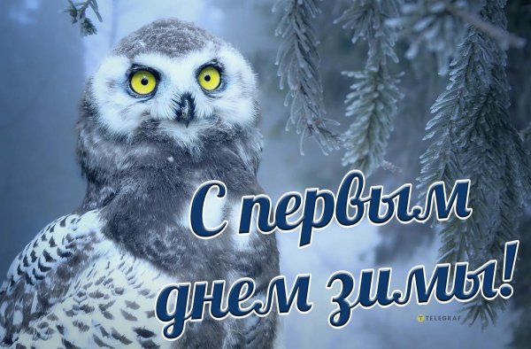 доброе зимнее утро совы