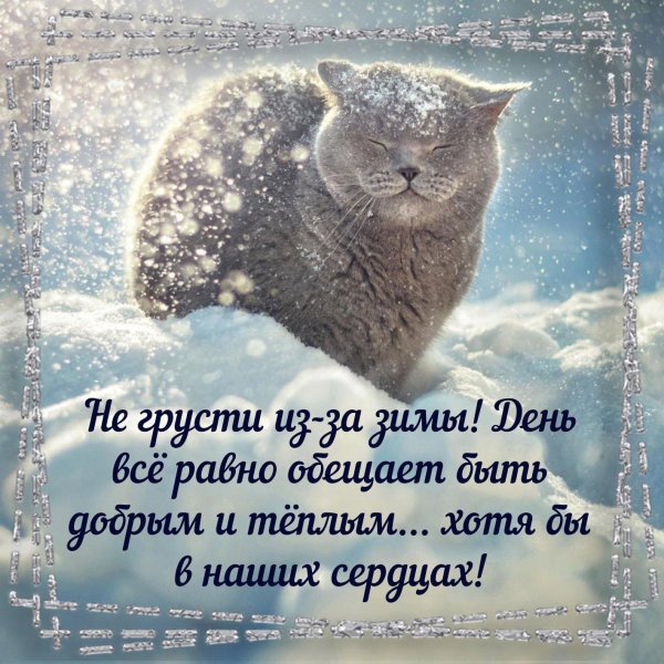 аляскинский снежный кот