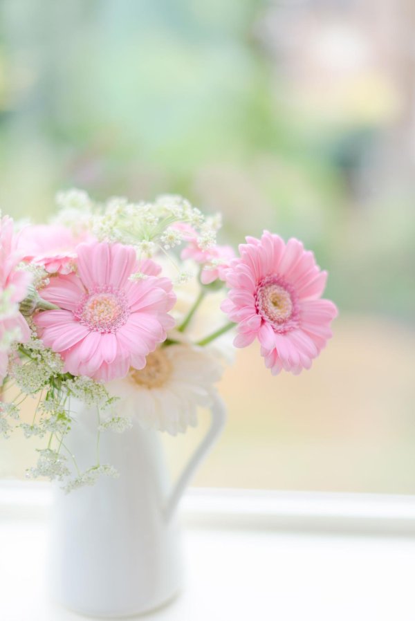 маргаритка гербера