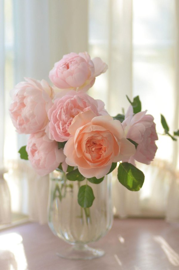 нежный цветок