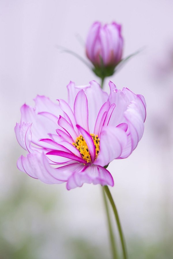 космея заставка на телефон