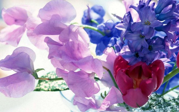 горошек душистый