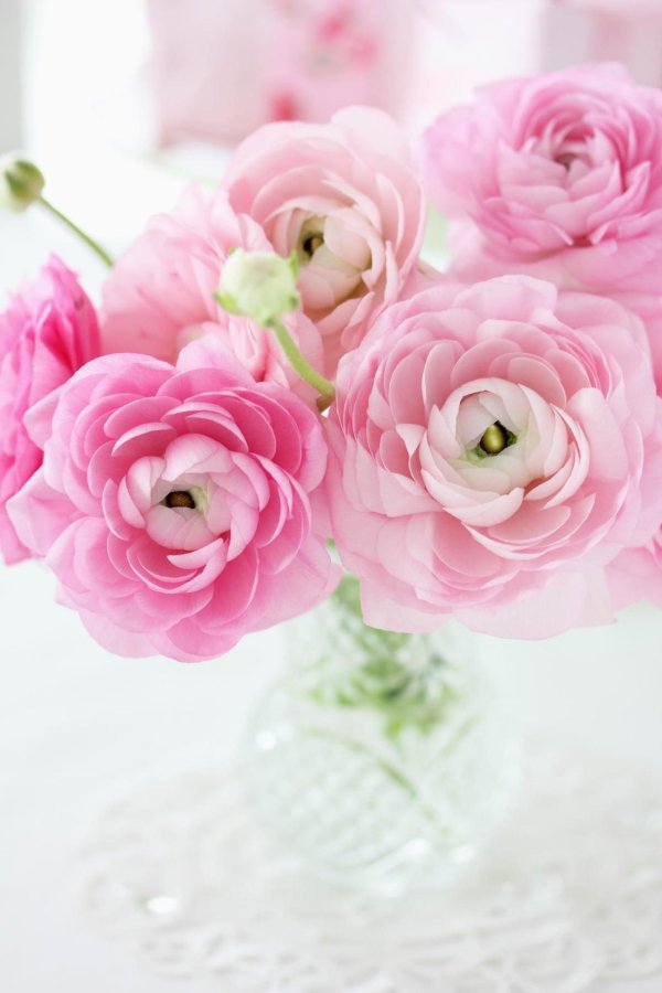 ранункулюс фуксия