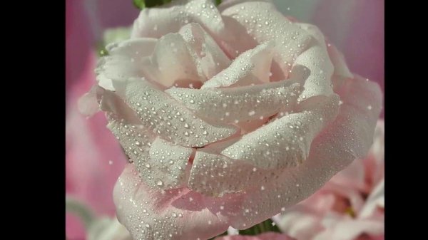 талея розы с бутонами