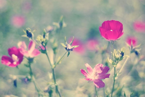 полевой цветок