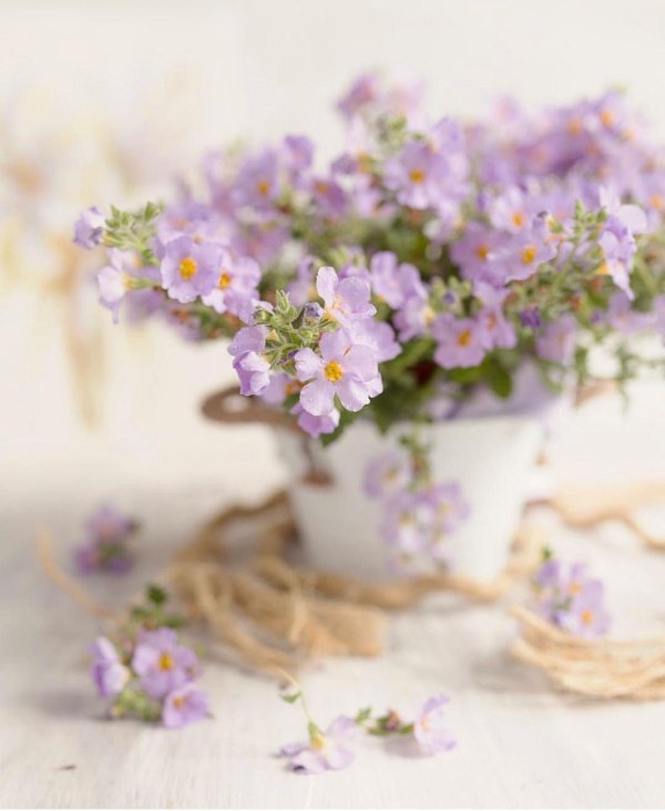 нежный цветок