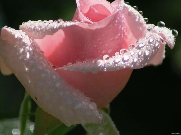 цветок в росе