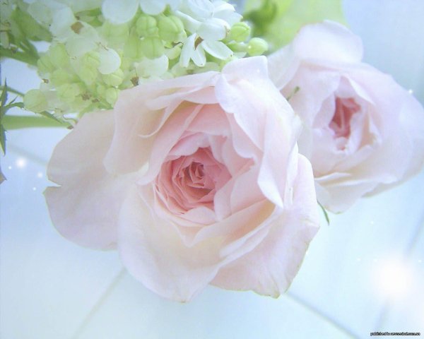 цветок нежный