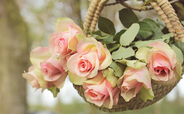 корзинка роз