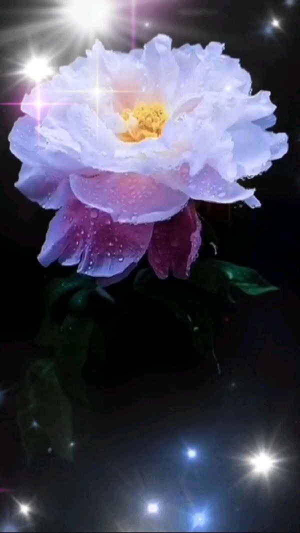 цветок красивый