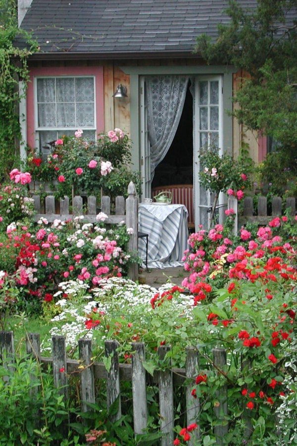 розы на даче