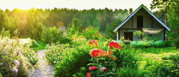 дачная амнистия