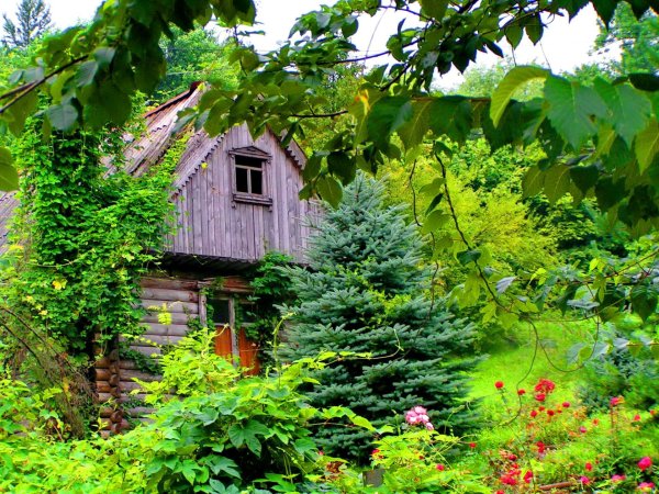 дача в лесу