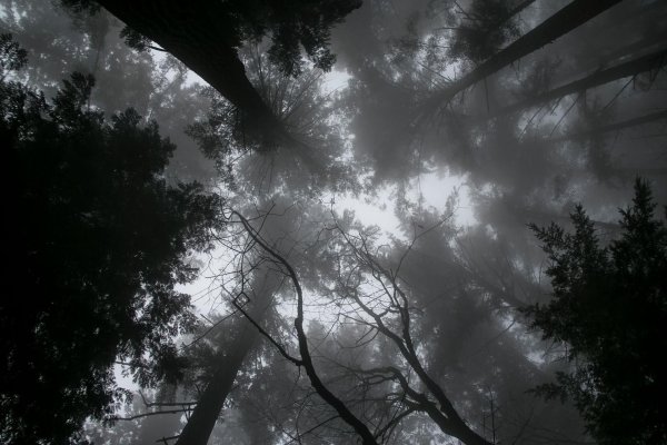 мрачные леса