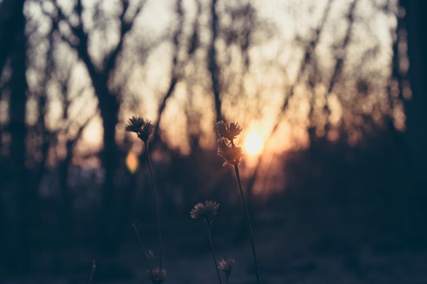 цветы рассвет