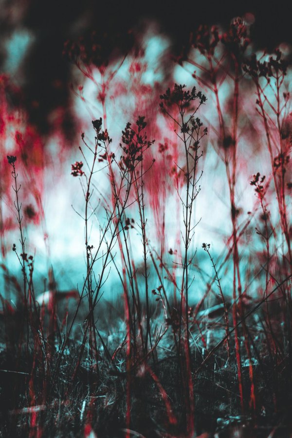 природа цветы