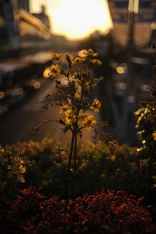 яркая осень