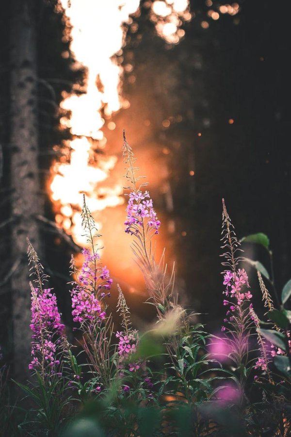 кипрей узколистный