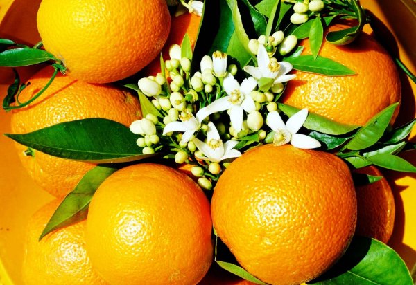 цветок мандарина