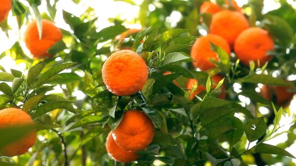 дерево померанец цитрусовое