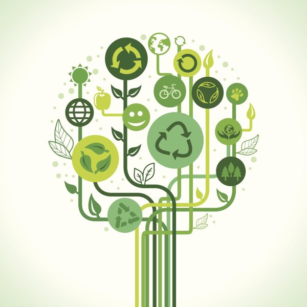 экологическое дерево