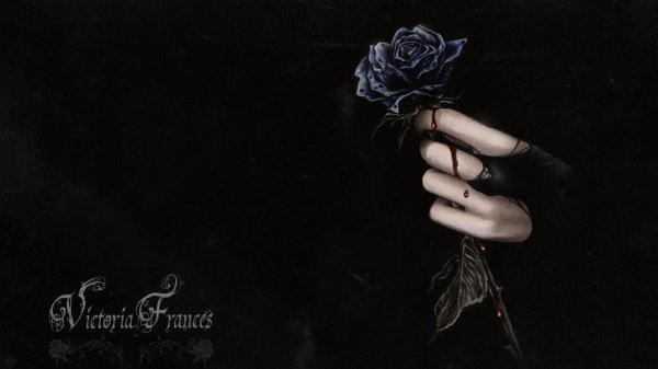 роза черная