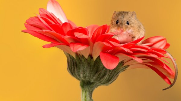 мышь малютка полевка