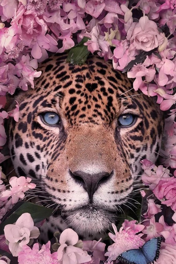 алмазная мозаика леопард