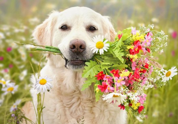 золотистый ретривер