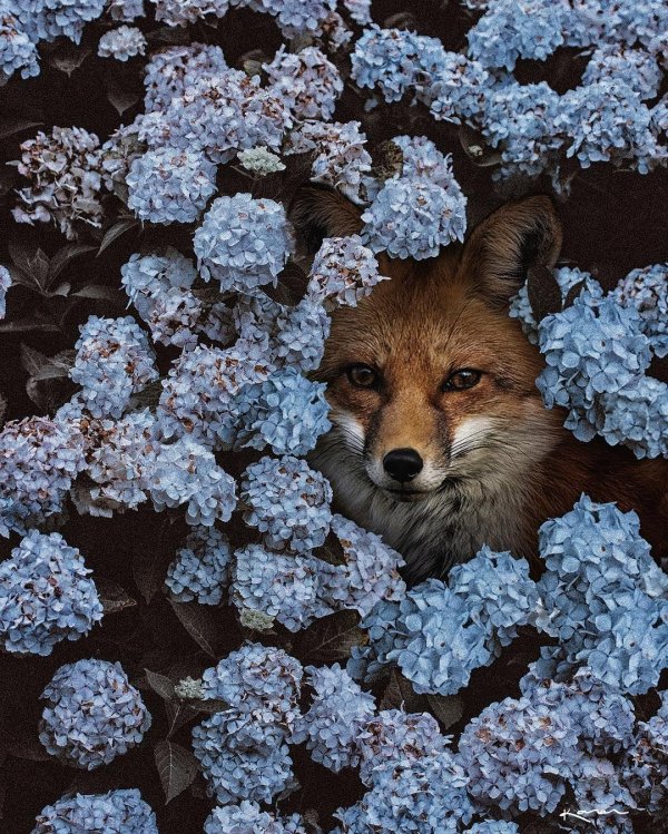 лисенок эстетика