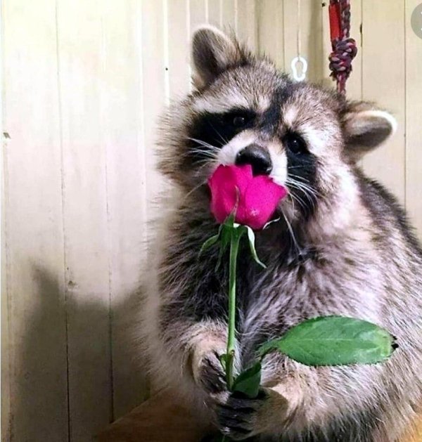 енот енотович