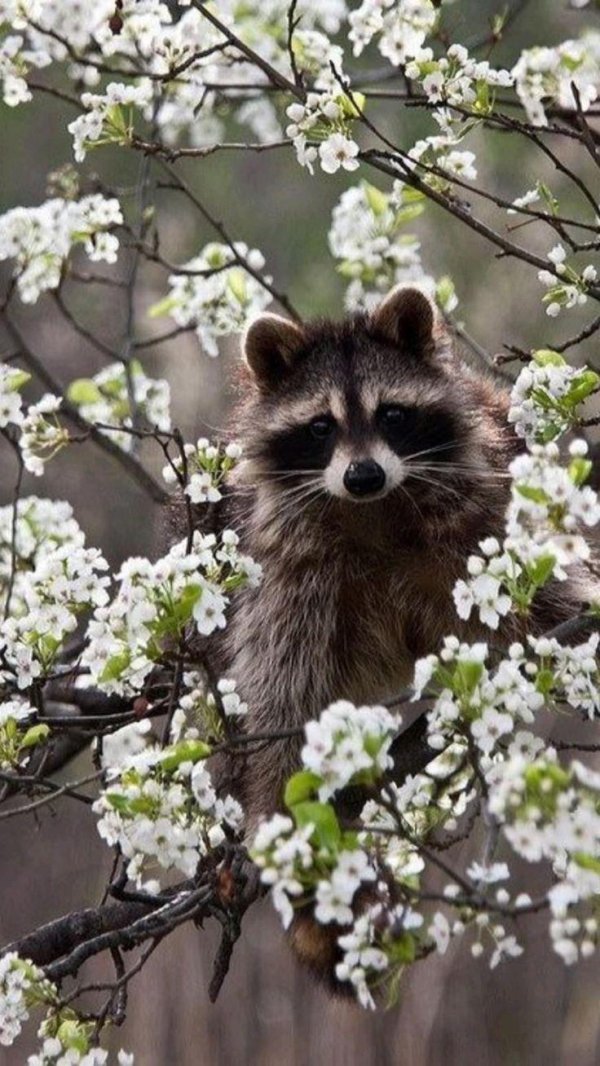 енот полоскун