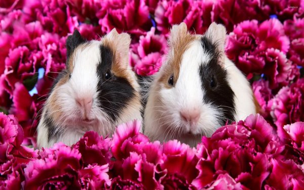 красивые морские свинки