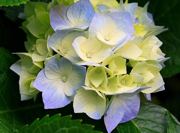 цветок гортензии