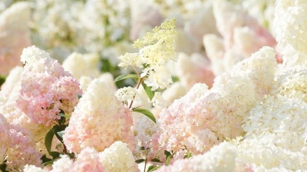 гортензия метельчатая диамантино