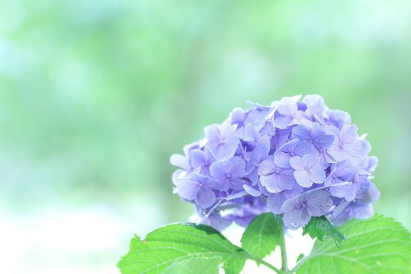 цветок гортензии