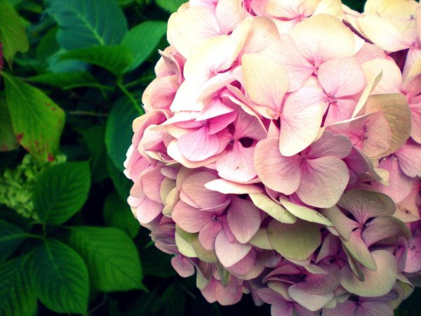 крупнолистная гортензия