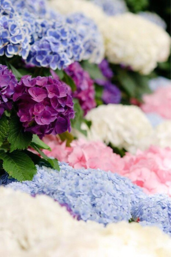 красивые гортензии