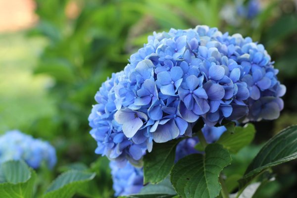 гортензия древовидная голубая