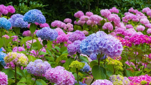 гортензии куст