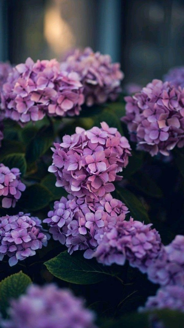 цветок гортензии